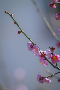 臘梅