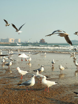 棧橋海鷗