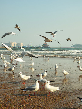 棧橋海鷗