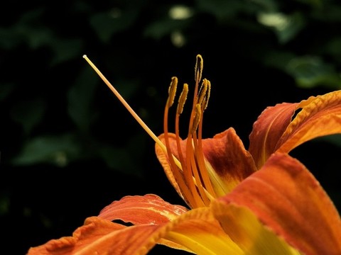 萱草花
