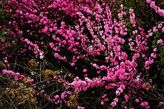 花卉