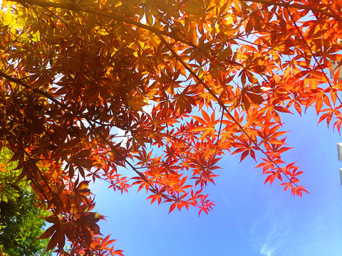 仰拍紅葉