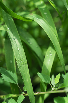 雨后沾着雨珠的小草