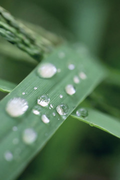 草葉上的露珠水滴特寫圖