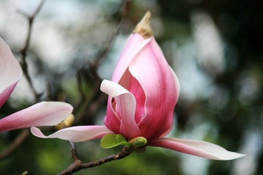 玉蘭花