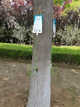樹木打針