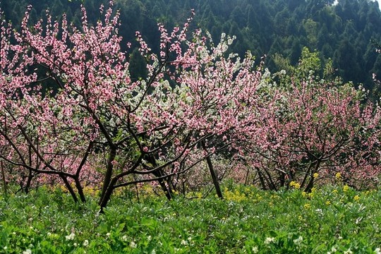 桃樹(shù)開(kāi)花
