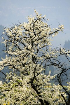 李子樹(shù)開(kāi)花