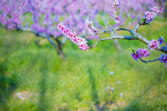 桃花