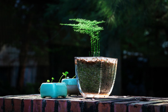文竹盆栽園林藝術(shù)植物擺件