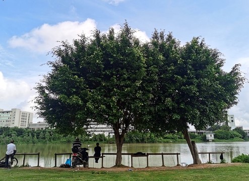 河邊垂釣