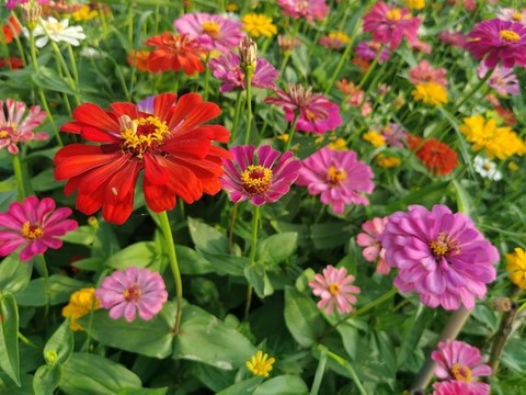花叢
