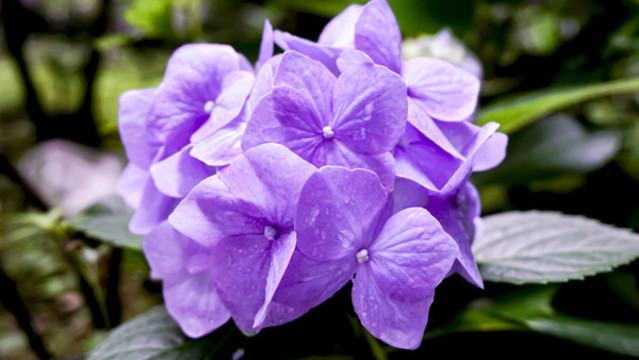 八仙花