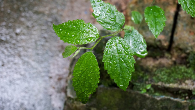 野草
