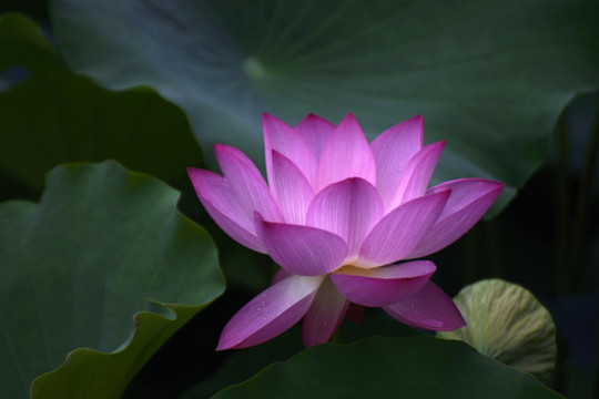 荷花