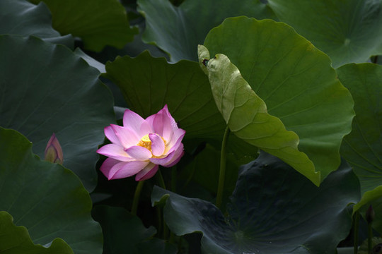 荷花