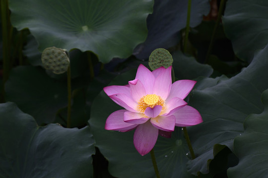 荷花
