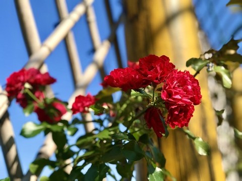 鮮花北倚竹籬垣
