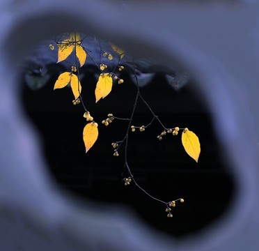 臘梅花