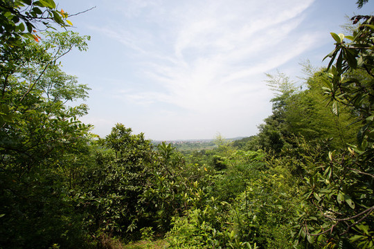 楊梅山
