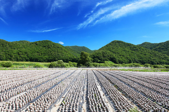 青山木耳