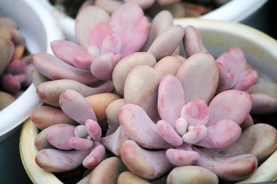 桃美人