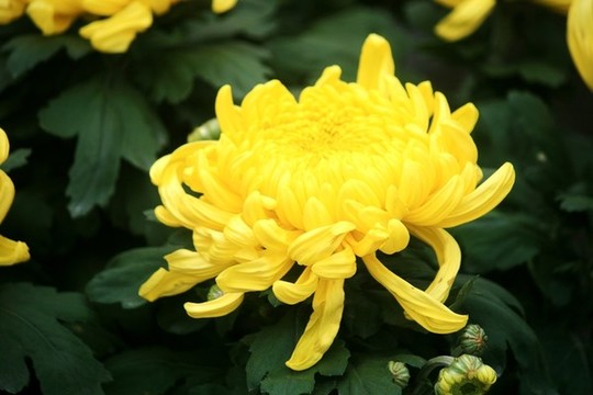 菊花