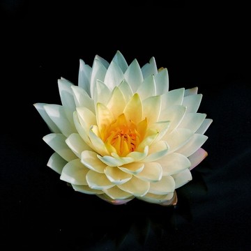 睡蓮