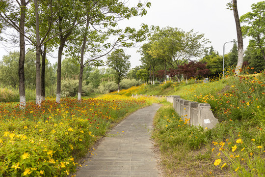 公園小徑旁盛開的金雞菊