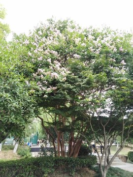 紫薇