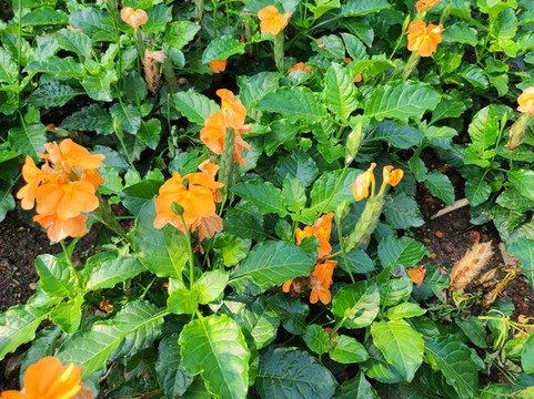 小黃花