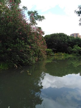 池塘岸邊