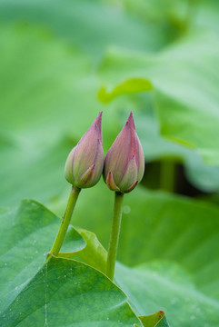 蓮花