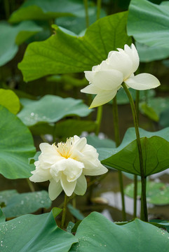 白蓮花