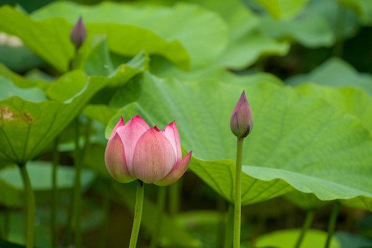 蓮花