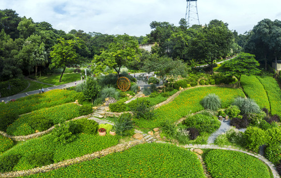 人民公園硫花菊園