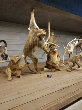 上海自然博物館