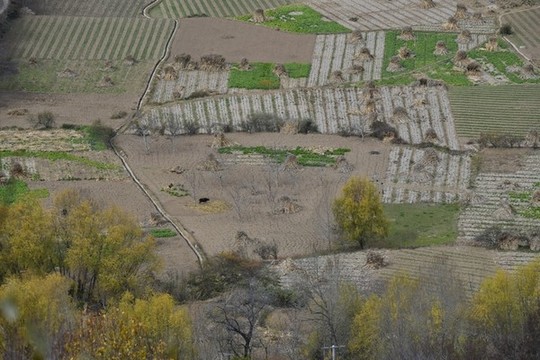 藏寨田園