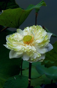 夏日的蓮花