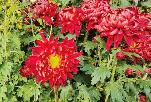 紅冠
