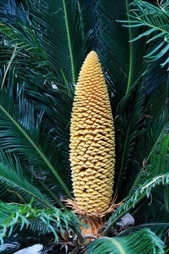 鐵樹開花