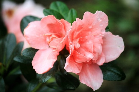 杜鵑