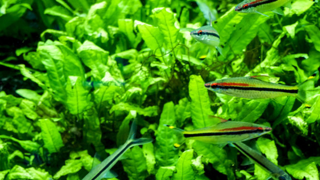 紅綠燈魚