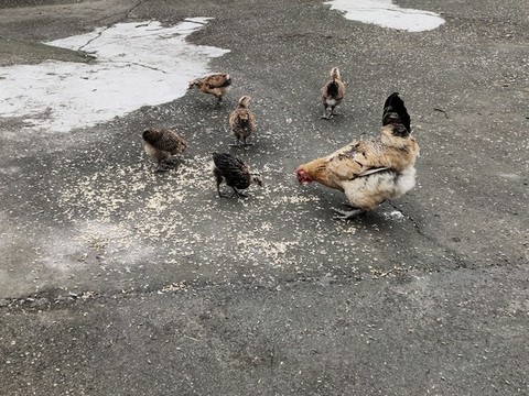 母雞與小雞