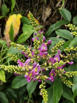香花雞血藤特寫(xiě)