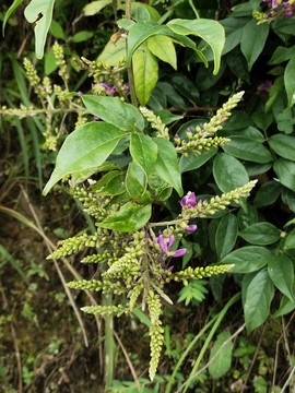 香花雞血藤