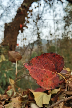 紅葉