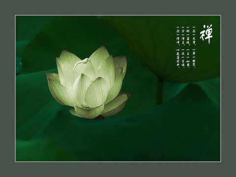 禪意荷花