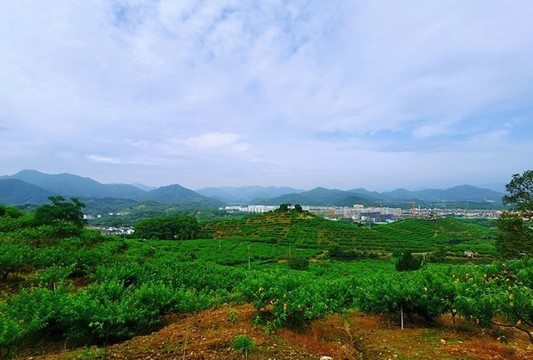 天下第一桃園