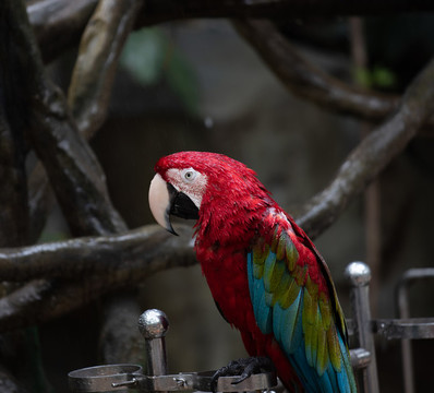 南京紅山動(dòng)物園